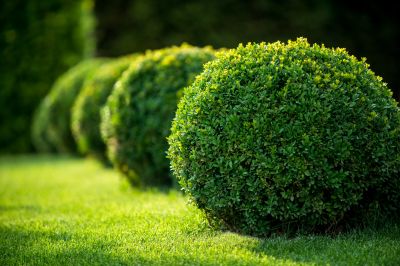 Neatly Shaped Shrubs