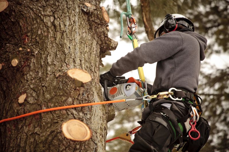 Specialized Arborists