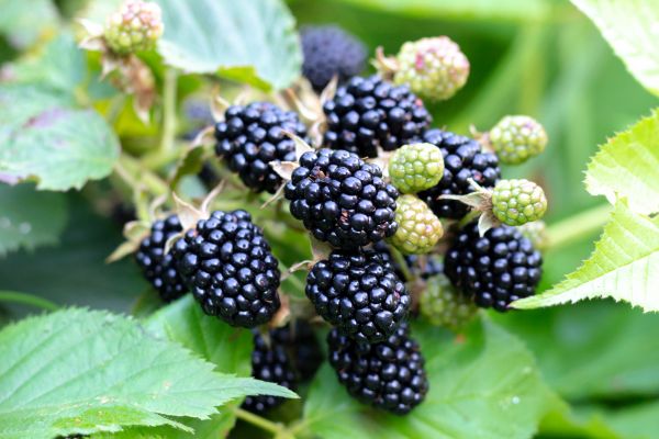 Blackberry Bush Removal in Janesville