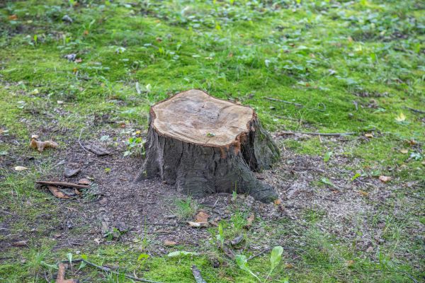Bush Stump Removal in Janesville