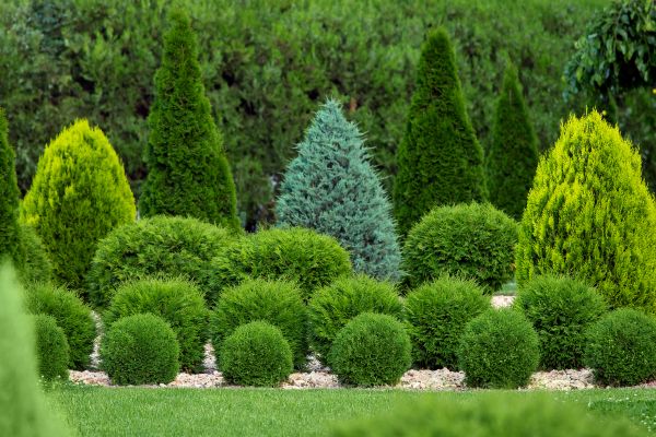 Bush Trimming Service in Janesville