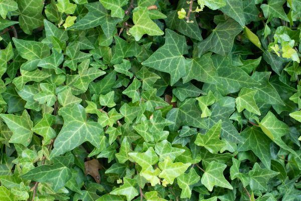 English Ivy Removal in Janesville