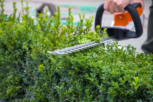 Hedge Pruning in Janesville