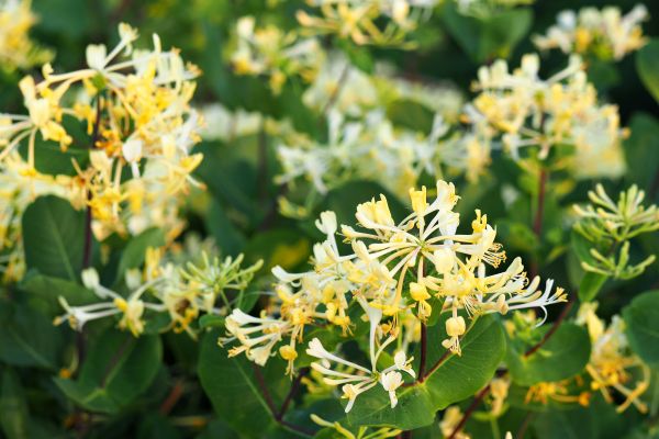 Honeysuckle Removal in Janesville