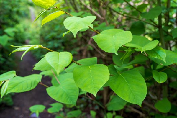 Invasive Plant Removal in Janesville