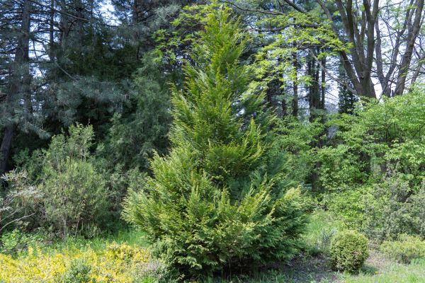 Juniper Pruning in Janesville