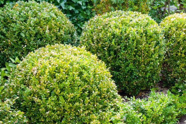 Landscape Trimming Service in Janesville