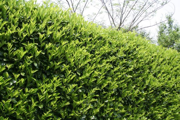 Laurel Removal in Janesville