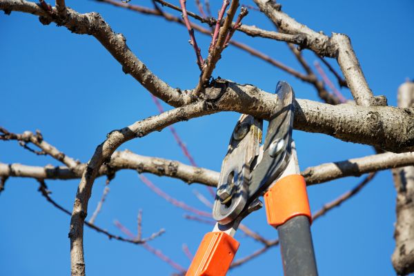 Pruning Service in Janesville