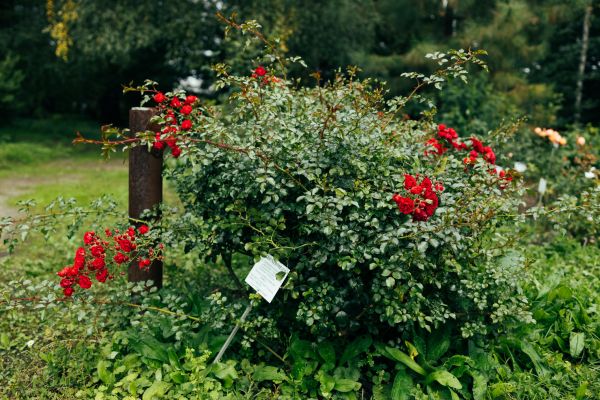 Rose Bush Removal in Janesville