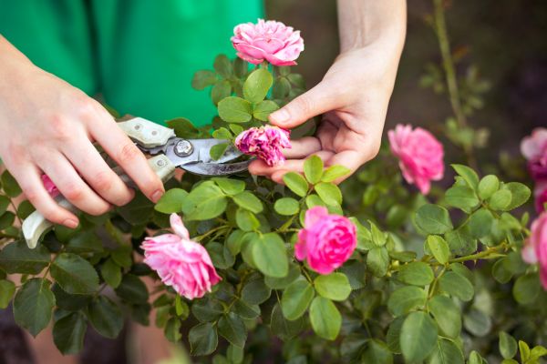 Rose Trimming in Janesville
