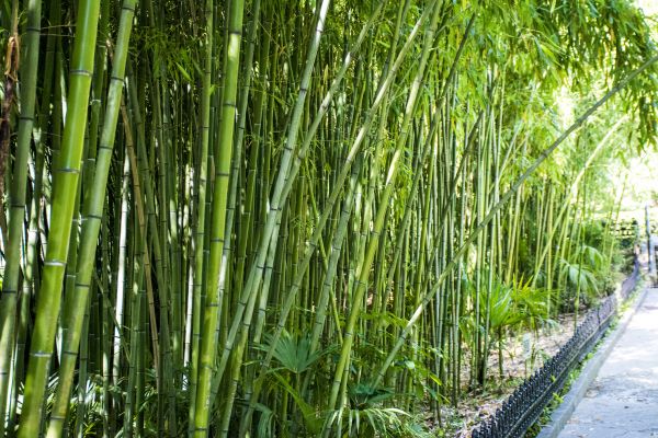 Bamboo Root Removal in Janesville