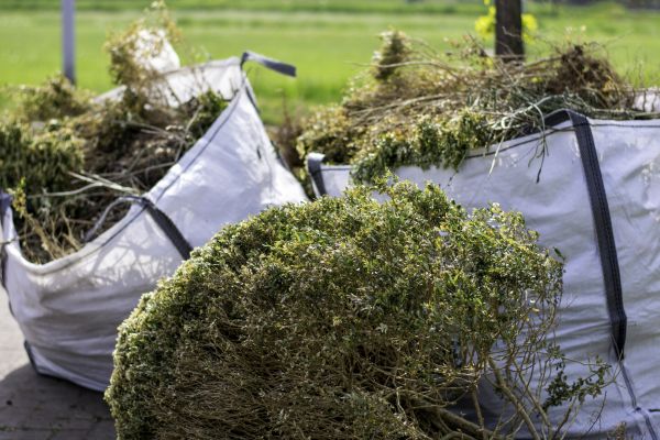 Plant Removal Service in Janesville