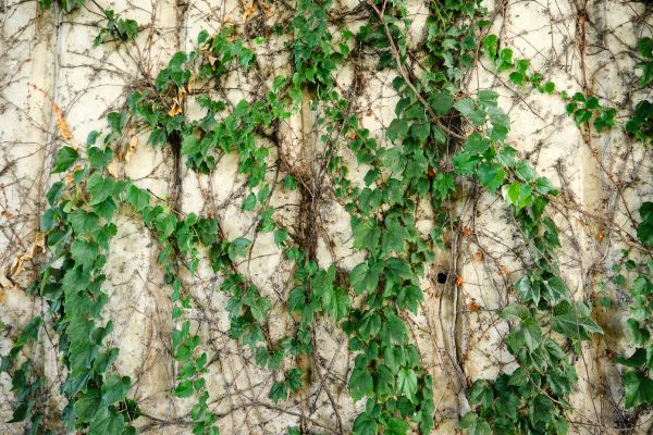 Vine Removal Service in Janesville