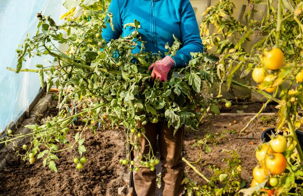 Garden Plant Removal in Janesville