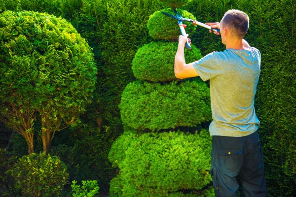 Topiary Shaping in Janesville