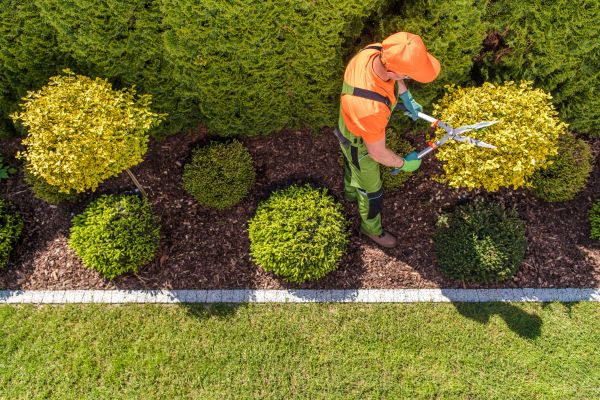 Topiary Trimming in Janesville