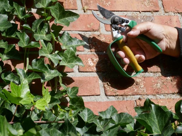 Ivy Removal Service in Janesville