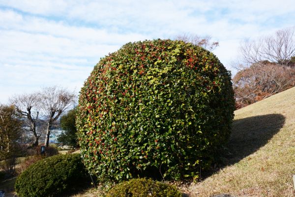 Holly Trimming in Janesville