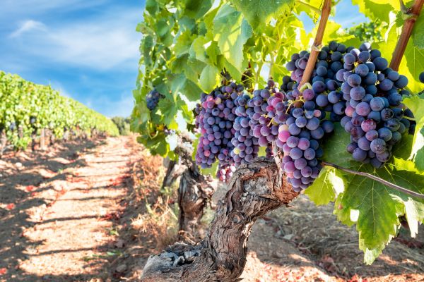 Grapevine Pruning in Janesville