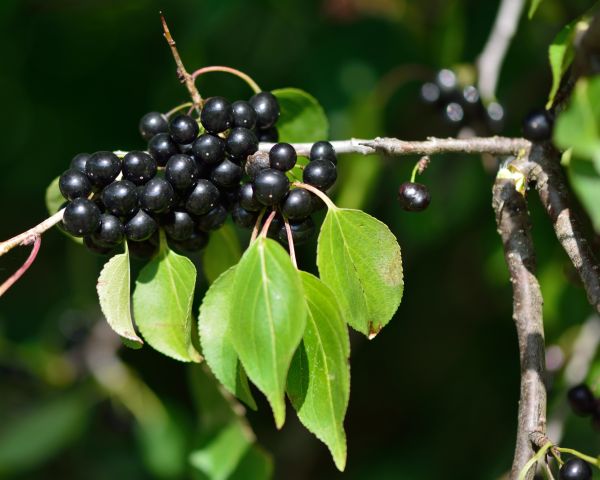 Buckthorn Removal in Janesville