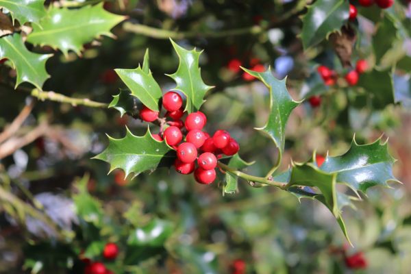 Holly Tree Trimming in Janesville