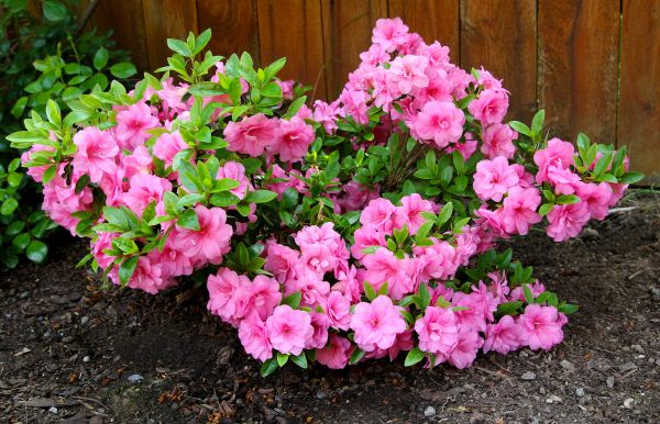 Azaleas Removal in Janesville