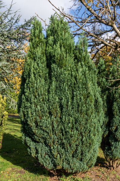 Juniper Trimming in Janesville