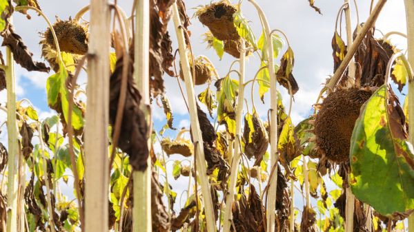 Dead Plant Removal in Janesville