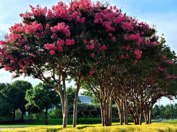 Crepe Myrtle Pruning in Janesville