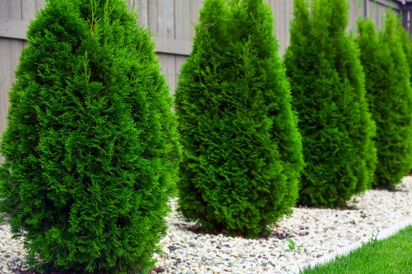 Arborvitae Pruning in Janesville