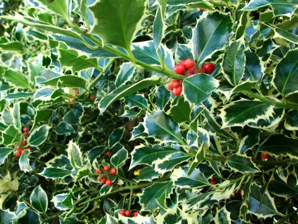 Holly Bushes Trimming in Janesville