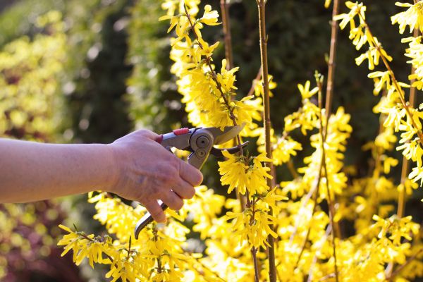 Forsythia Pruning in Janesville