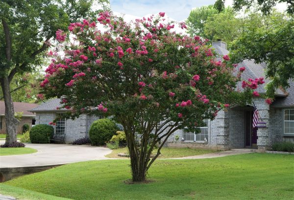 Crepe Myrtle Trimming in Janesville