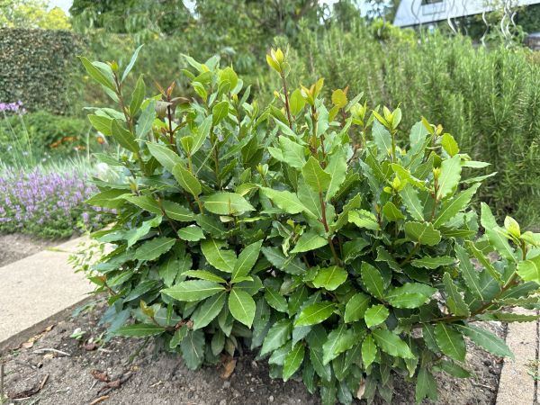 Laurel Hedge Removal in Janesville