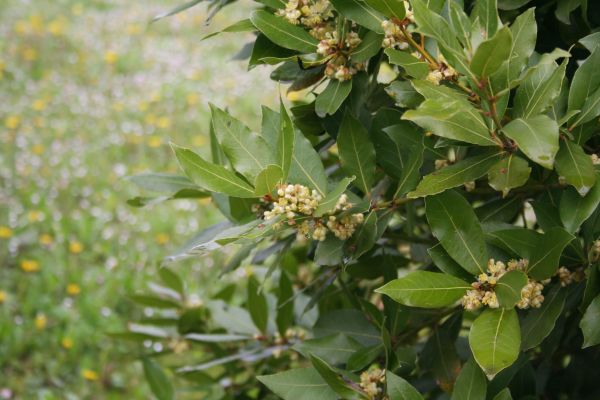Laurel Trimming in Janesville
