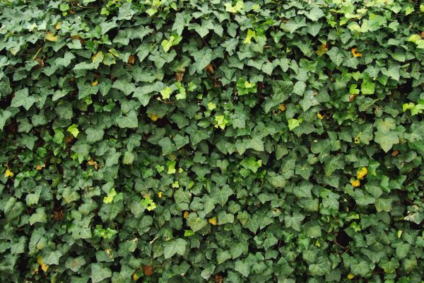Ivy Pruning service in Janesville