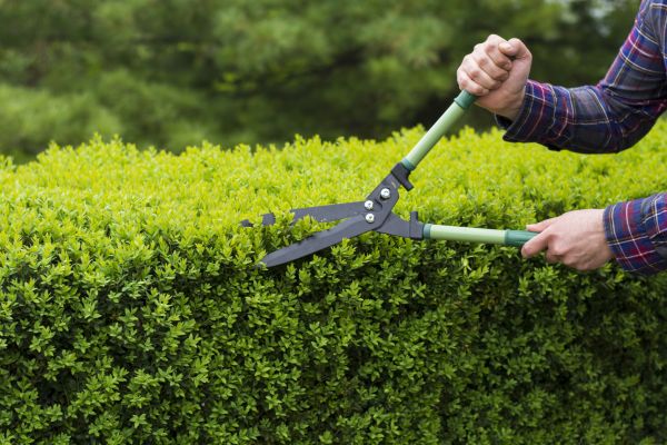 Evergreen Shrub Pruning in Janesville