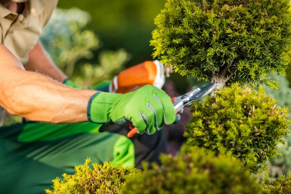 Landscape Pruning Service in Janesville