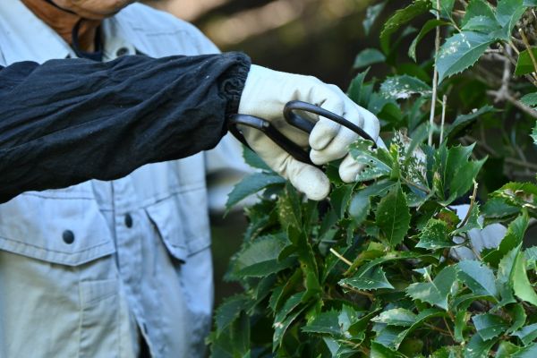 Holly Pruning in Janesville