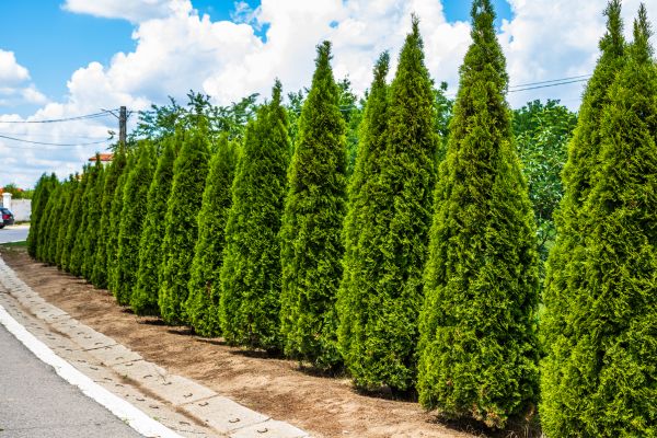 Arborvitae Shearing in Janesville