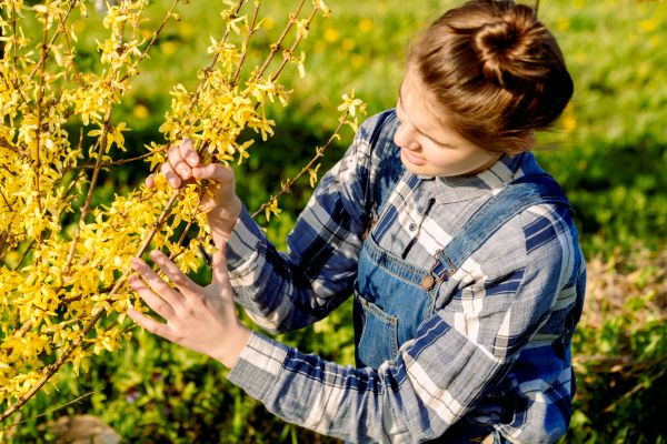 Forsythia Trimming in Janesville