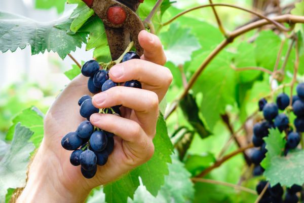 Vineyard Pruning in Janesville