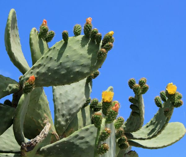 Cactus Removal in Janesville