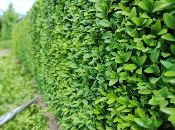 Boxwood Pruning in Janesville