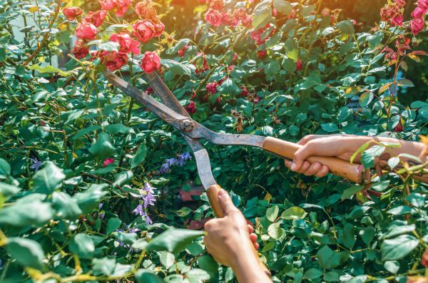Knockout Roses Pruning in Janesville
