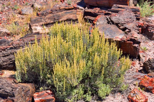 Sagebrush Removal in Janesville