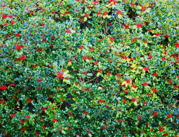 Holly Bush Removal in Janesville