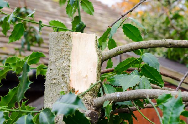 Holly Tree Removal in Janesville
