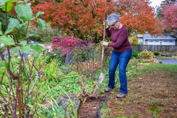 Dead Bush Removal in Janesville